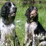 Myfamily Springer Spaniel