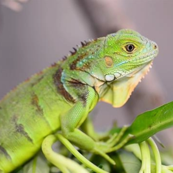 Iguana