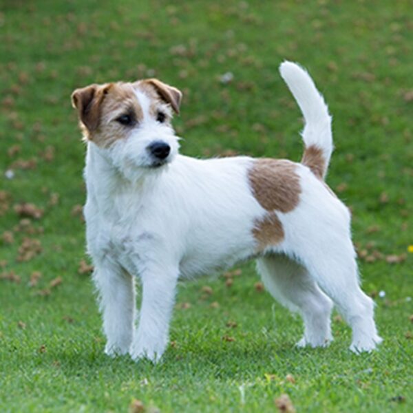 Jack Russell