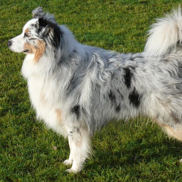 Myfamily Australian shepherd IDtag