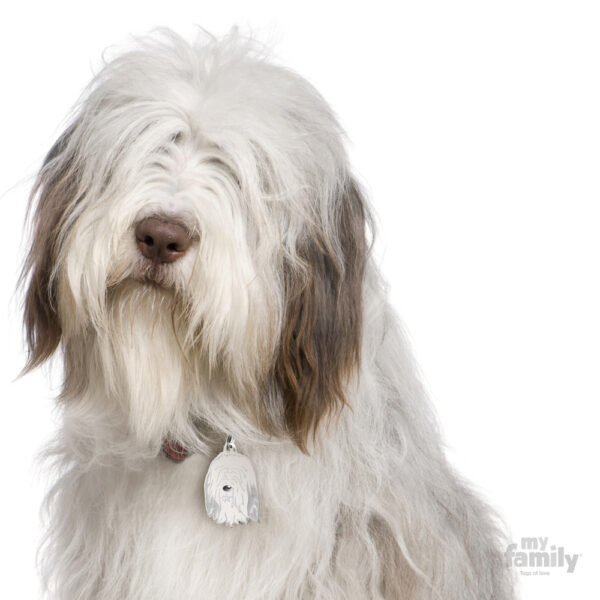 Myfamily Bearded collie