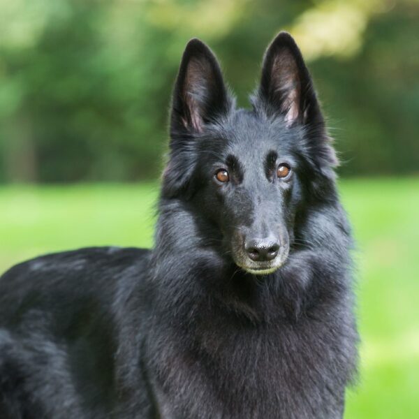 Myfamily Belgisk fårehund IDtag