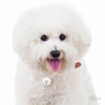 Myfamily Bichon frisé IDtag