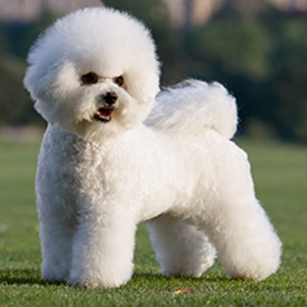 Myfamily Bichon frisé IDtag