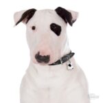 Myfamily Bull terrier IDtag