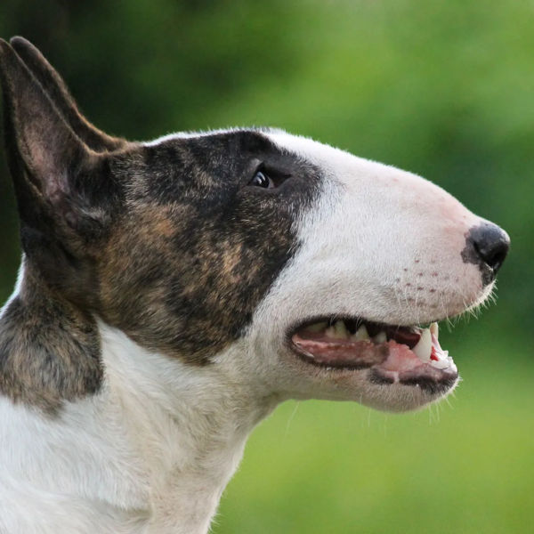 Myfamily Bull terrier IDtag