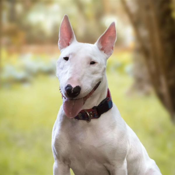 Myfamily Bull terrier IDtag