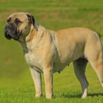 Myfamily Bullmastiff IDtag