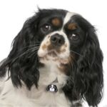 Myfamily Cavalier king charles IDtag