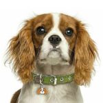 Myfamily Cavalier king charles IDtag