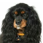 Myfamily Cavalier king charles IDtag