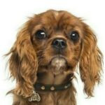 Myfamily Cavalier king charles IDtag