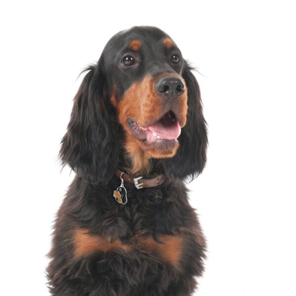 Myfamily Gordon Setter IDtag