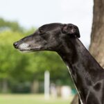 Myfamily Greyhound IDtag