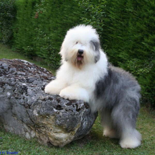 Myfamily Old English Sheepdog IDtag