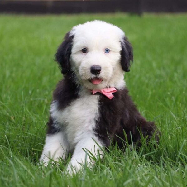 Myfamily Old English Sheepdog IDtag