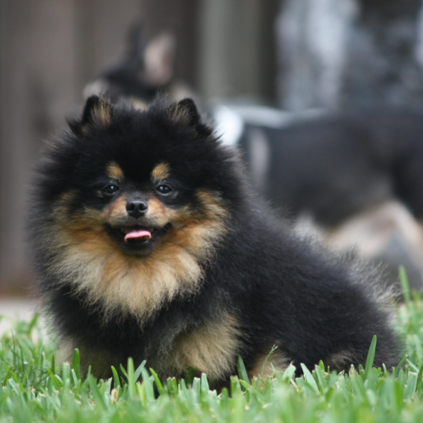 Myfamily Pomeranian IDtag