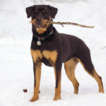 Myfamily Rottweiler IDtag