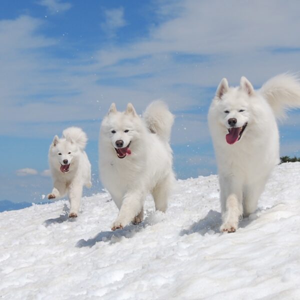 Myfamily Samojedhund IDtag