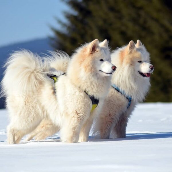 Myfamily Samojedhund IDtag