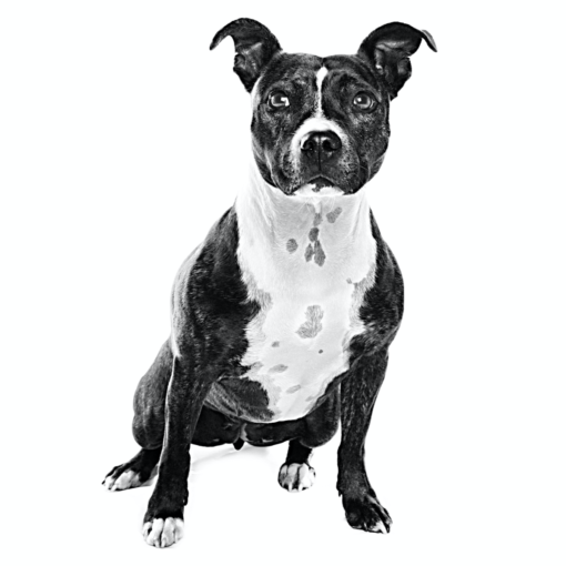 Myfamily Staffordshire Bull terrier IDtag