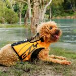 Ezydog Flytevest Boost til hund gul