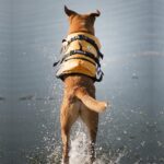 Ezydog Redningvest Flytevest til hund