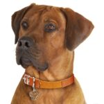 Myfamily Rhodesian ridgeback