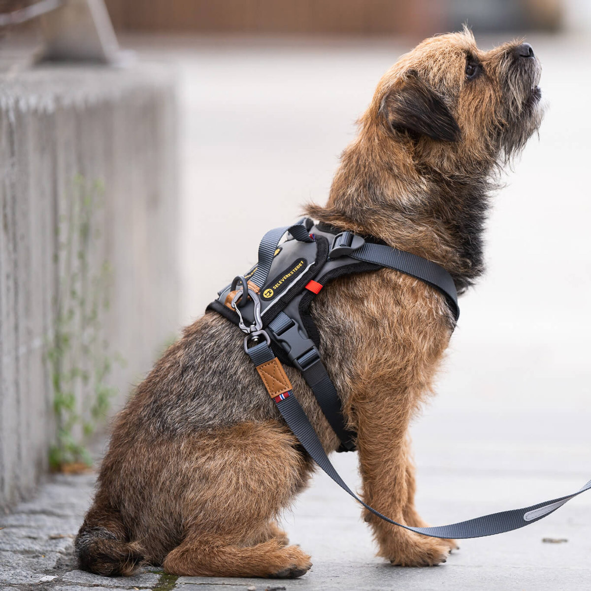 Seleverkstedet Comfort dog harness