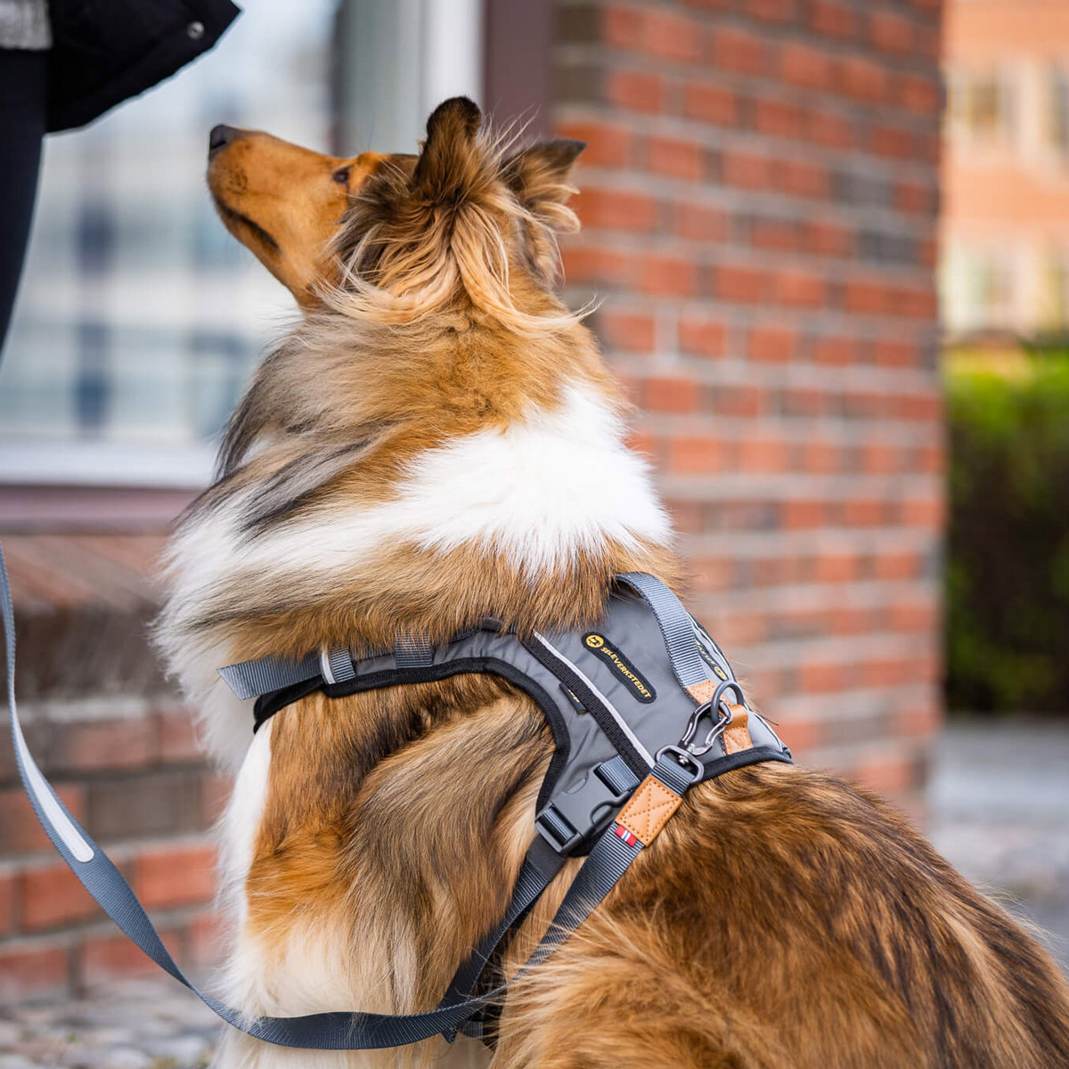 Seleverkstedet Comfort dog harness