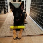 AirDog hundeleke Tennis Stick