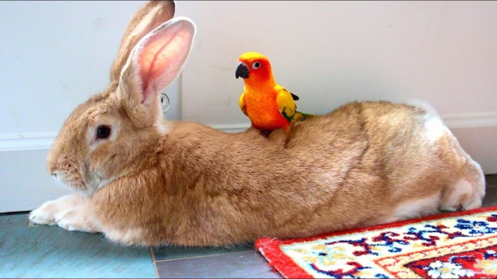 Kanin og fugl