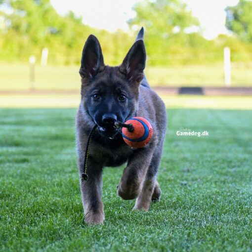 Gamedog