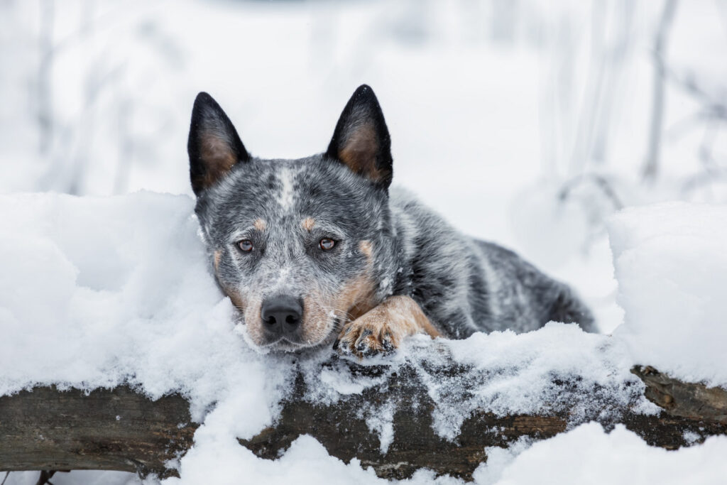 Pass på hunden i vinterkulden