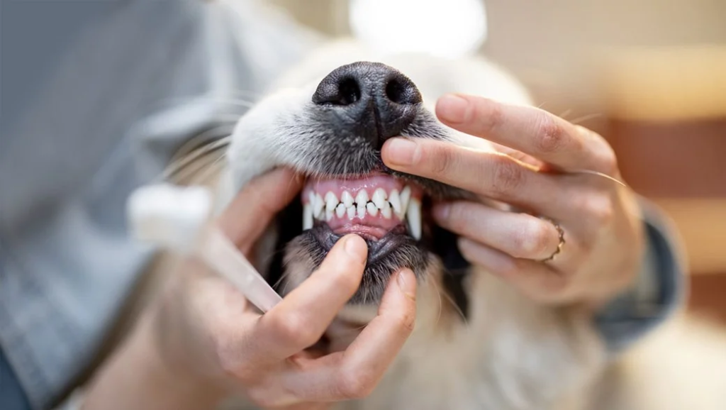 Dyrenes tann- og nebbpleie