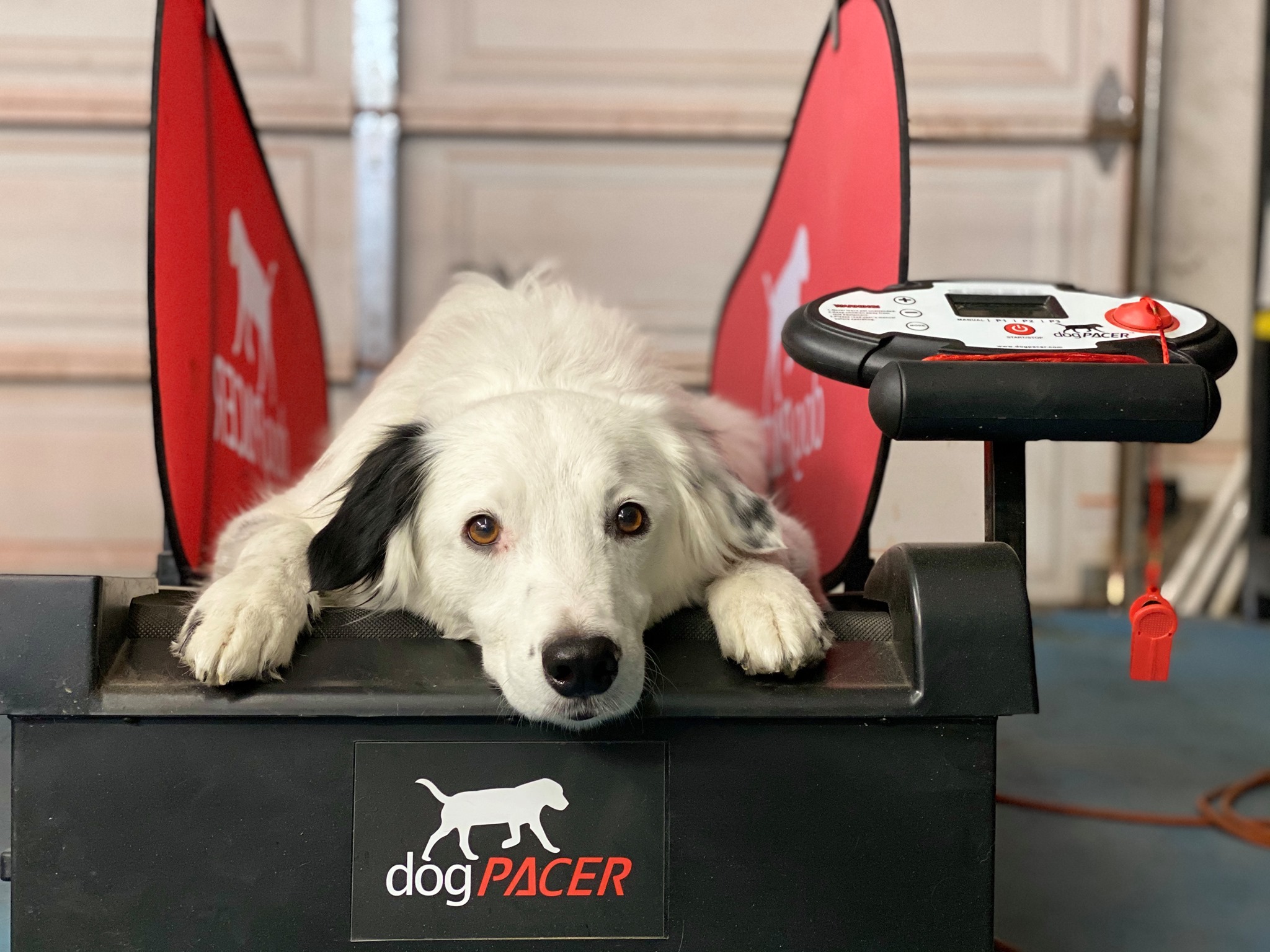 dogPACER​