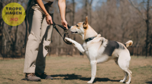 Hvor viktig er det å trene hund?