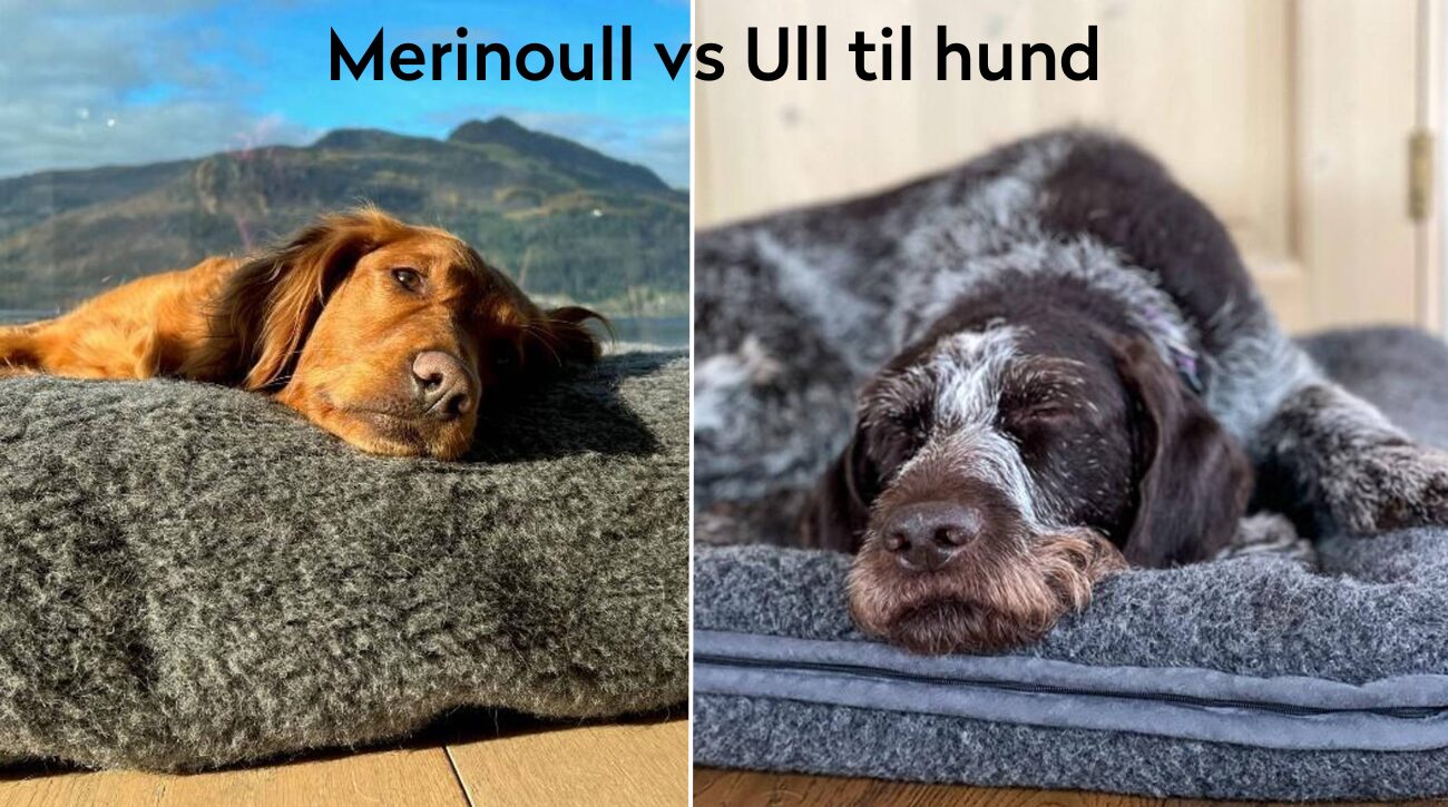 Merinoull vs Ull til hund