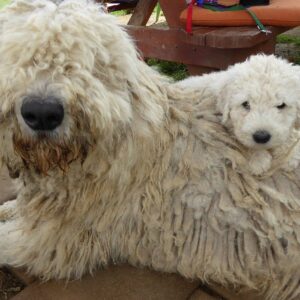 Myfamily Komondor IDtag