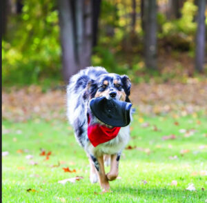 Kong Extreme Frisbee