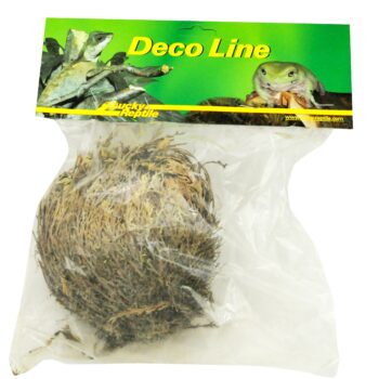 Lucky Reptile Rose of Jericho Live Plant