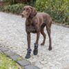 Hundesokk Walker Active Long Protective