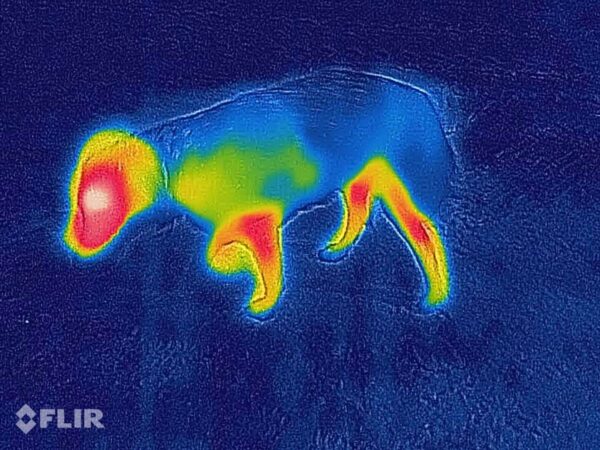 Canelana Lana Hundedekken i Ull (Rød)