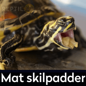 Mat skilpadder - Skilpaddemat